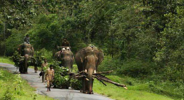 Coorg package from Bangalore by Car
